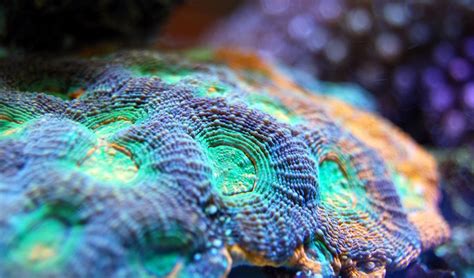 in what way are corals similar to trees